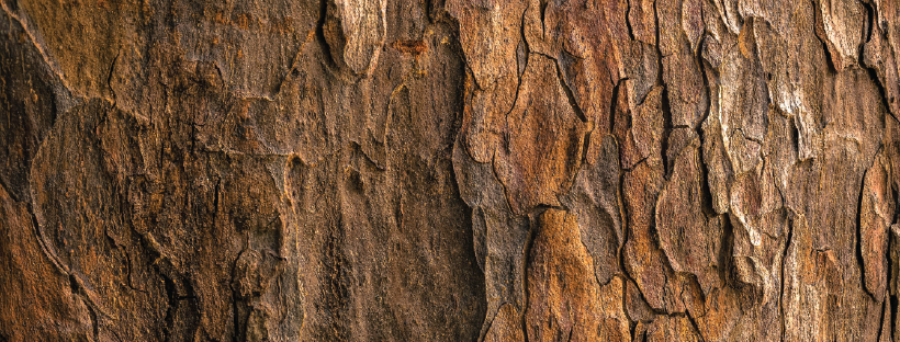 Textura de corteza de árbol