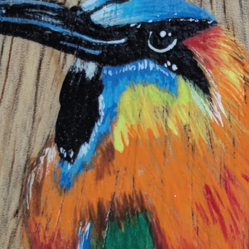 Motmot sobre madera